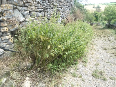 AVSA Chemin de la fontaine 2020