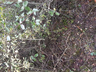 AVSA Bournac chemin du cimetière à faire