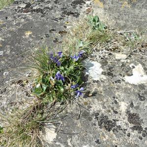 Cimetière Tiergues 8