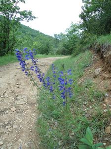 Rando St Affrique Tiergues chemin