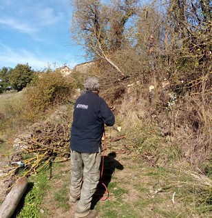 Boussac abattage arbres morts 1