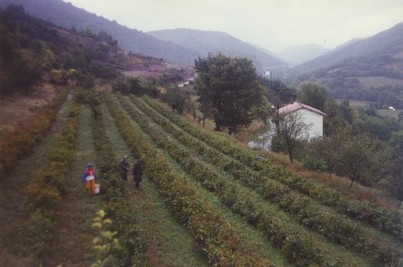 MPSA Valhauzy vendanges 1993