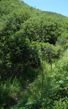 Rando St Affrique Tiergues dolmen 1